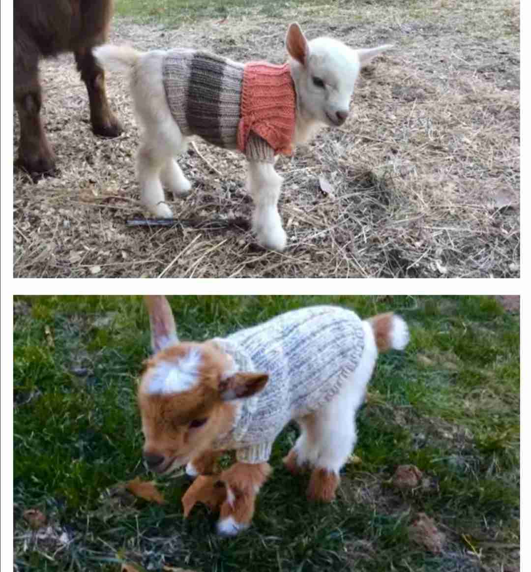 ヤギ好きな人orヤギ飼ってる人 Part.2