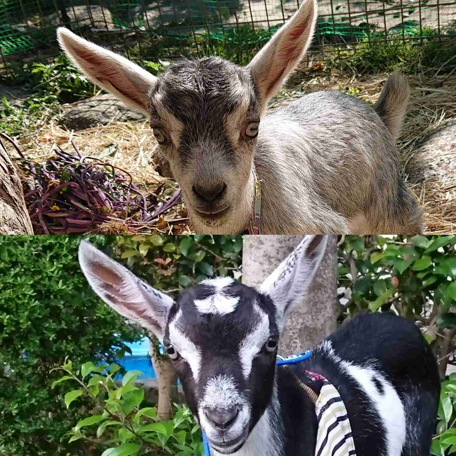 ヤギ好きな人orヤギ飼ってる人 Part.2