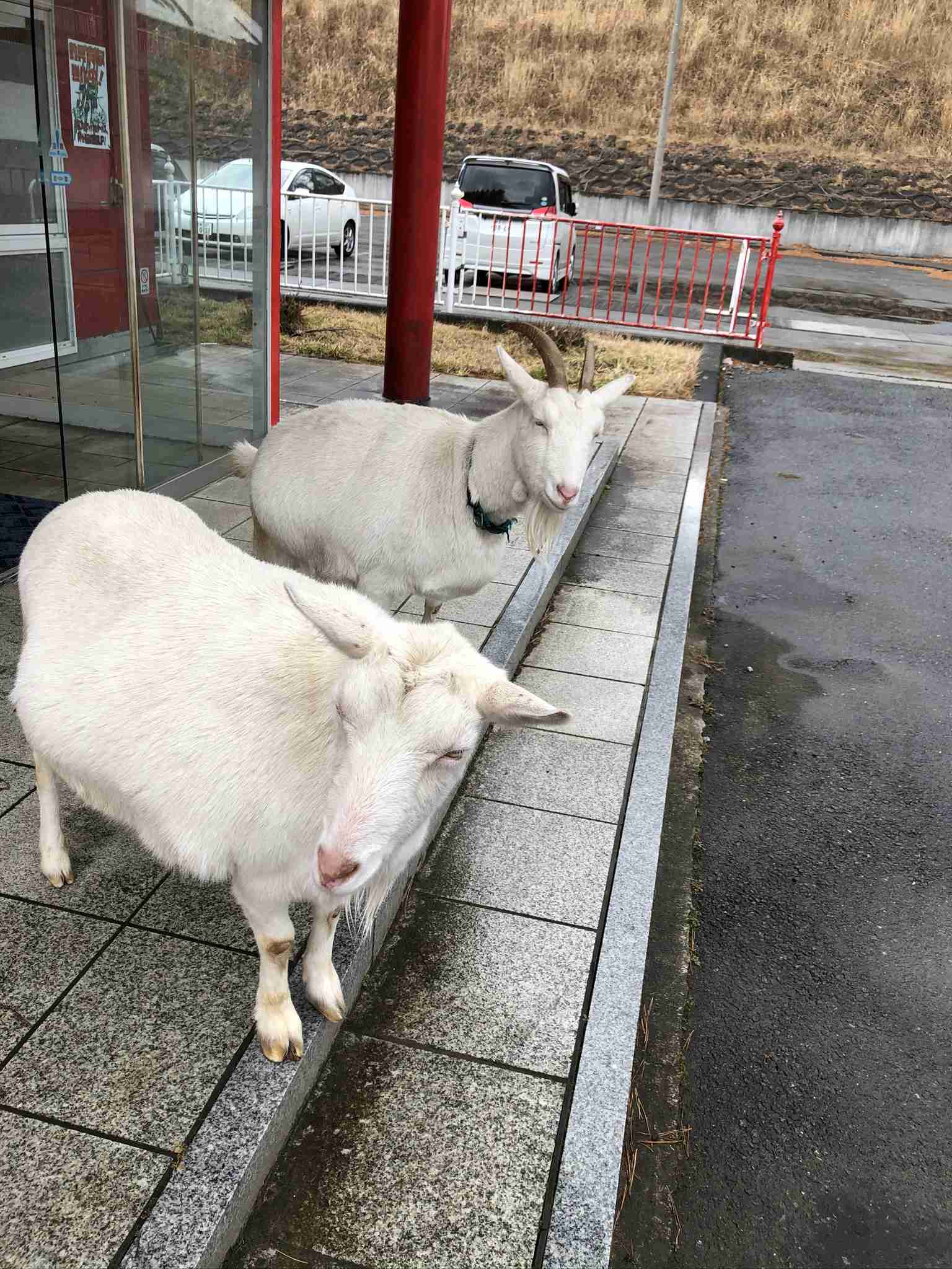 ヤギ好きな人orヤギ飼ってる人 Part.2
