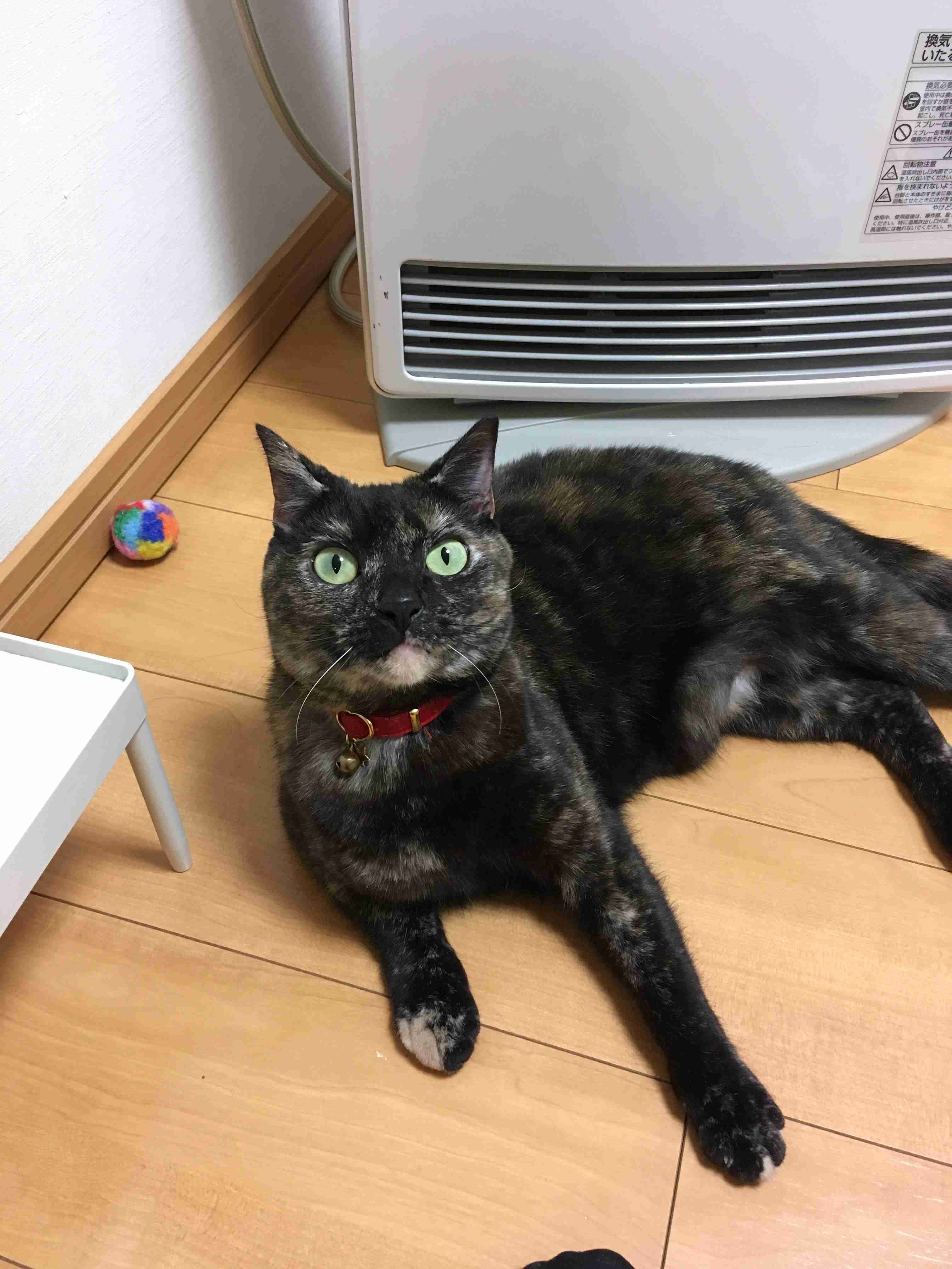 「猫の名前ランキング2020」発表!1位は“性別”に関わらず付けられる名前