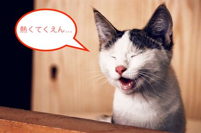 がるちゃん猫カフェ48号店 開店しました♪ (初めての方も大歓迎)