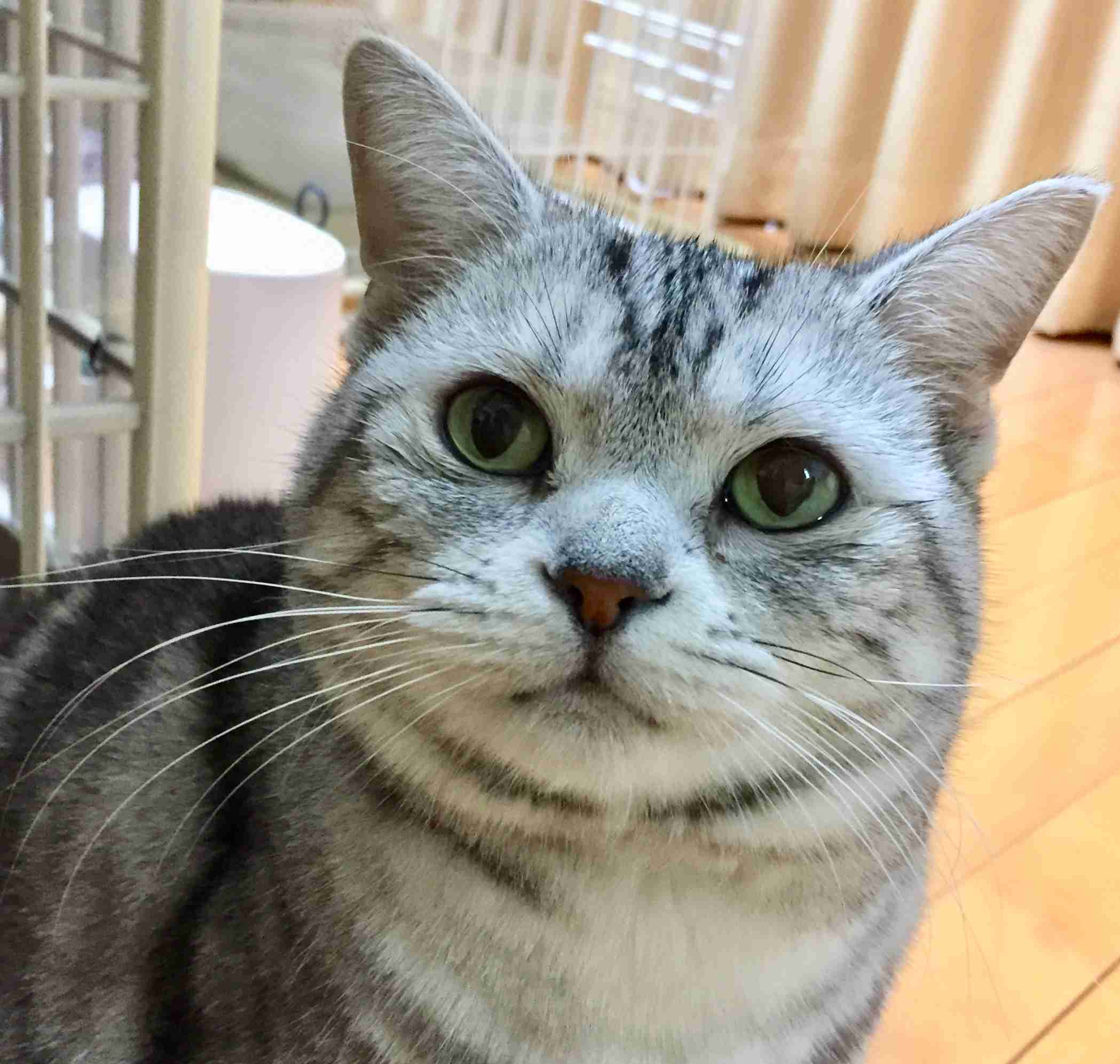 がるちゃん猫カフェ48号店 開店しました♪ (初めての方も大歓迎)