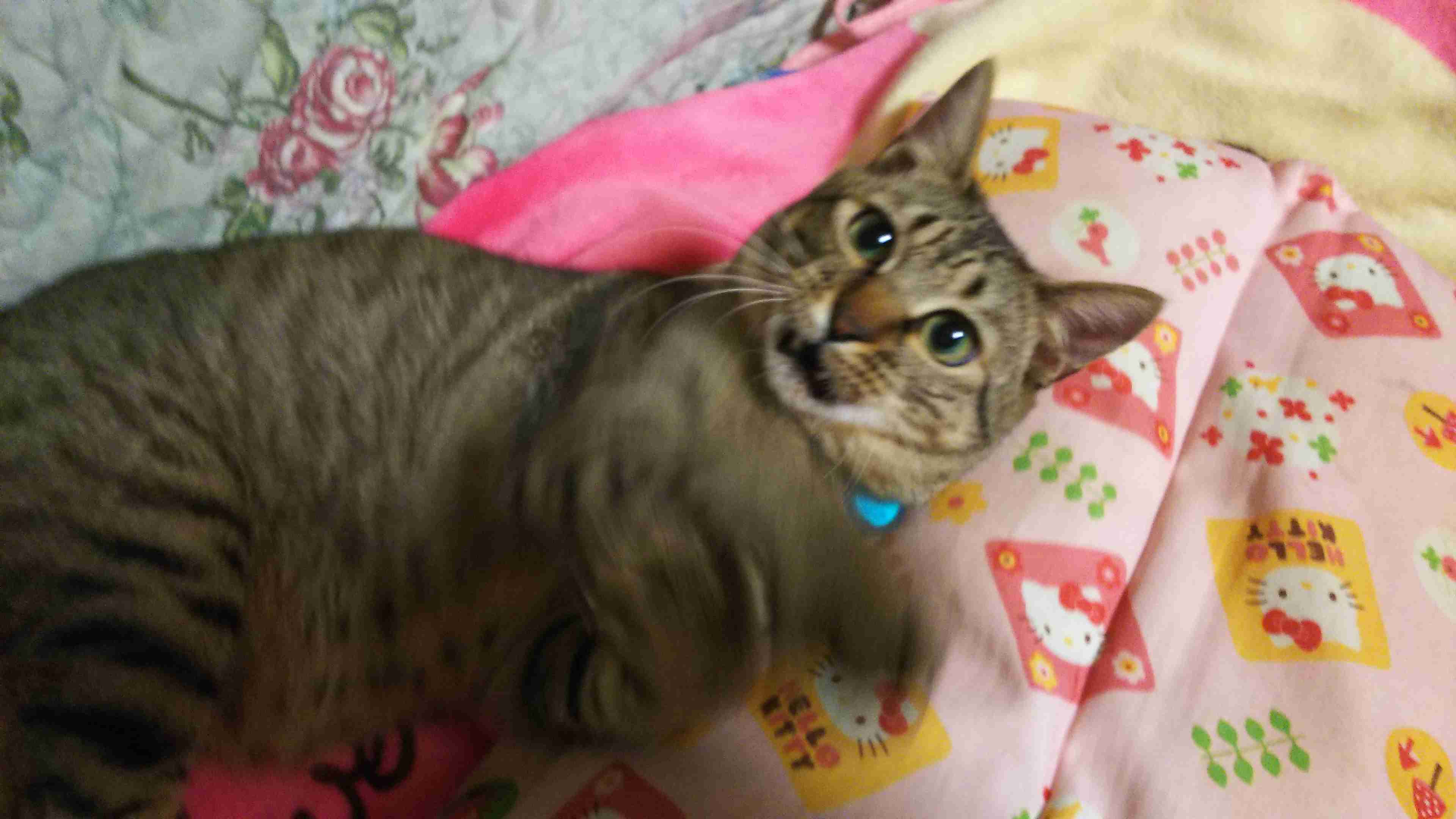 がるちゃん猫カフェ48号店 開店しました♪ (初めての方も大歓迎)