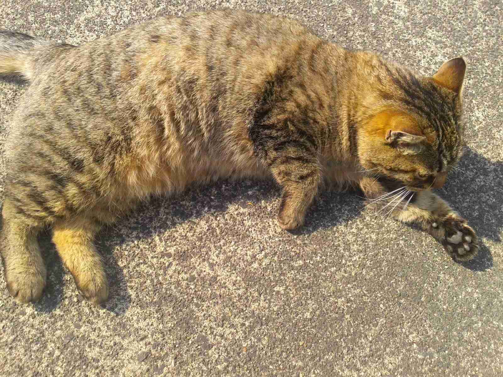 がるちゃん猫カフェ48号店 開店しました♪ (初めての方も大歓迎)