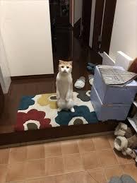 がるちゃん猫カフェ48号店 開店しました♪ (初めての方も大歓迎)