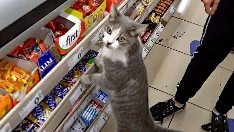 がるちゃん猫カフェ48号店 開店しました♪ (初めての方も大歓迎)