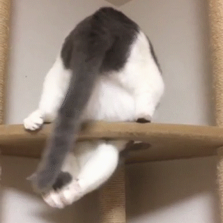 がるちゃん猫カフェ48号店 開店しました♪ (初めての方も大歓迎)