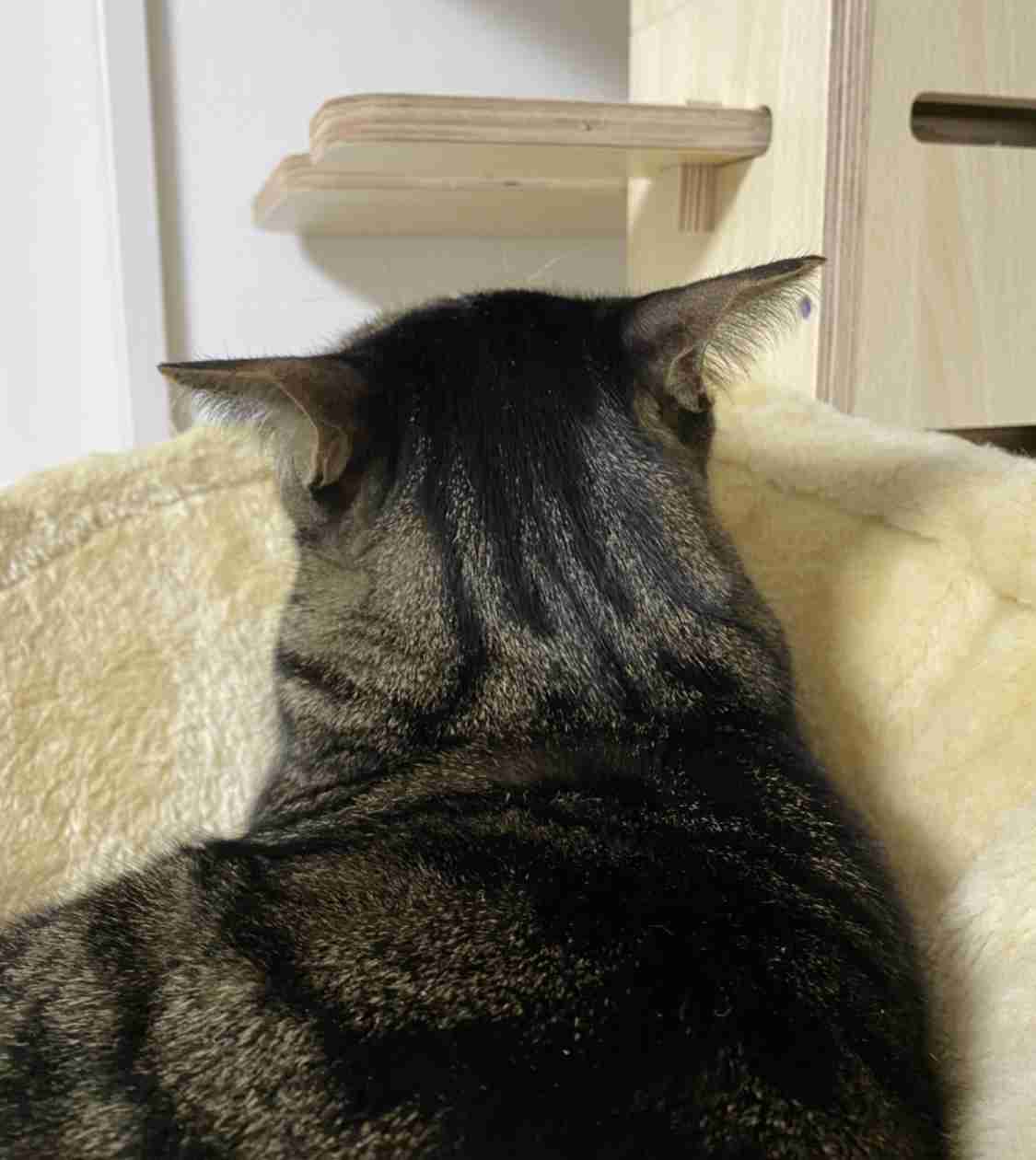 がるちゃん猫カフェ48号店 開店しました♪ (初めての方も大歓迎)