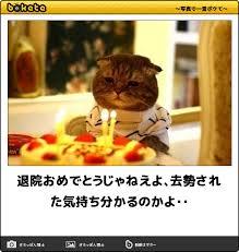 がるちゃん猫カフェ48号店 開店しました♪ (初めての方も大歓迎)