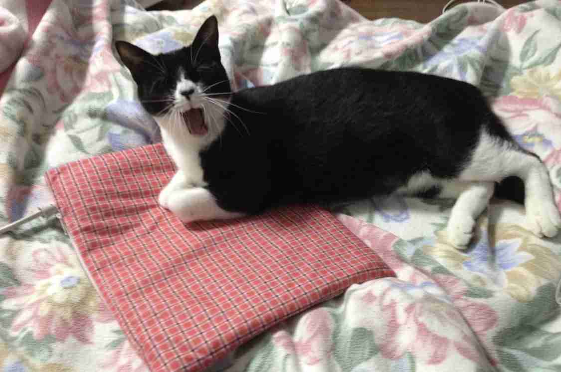 がるちゃん猫カフェ48号店 開店しました♪ (初めての方も大歓迎)