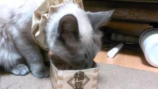 がるちゃん猫カフェ48号店 開店しました♪ (初めての方も大歓迎)