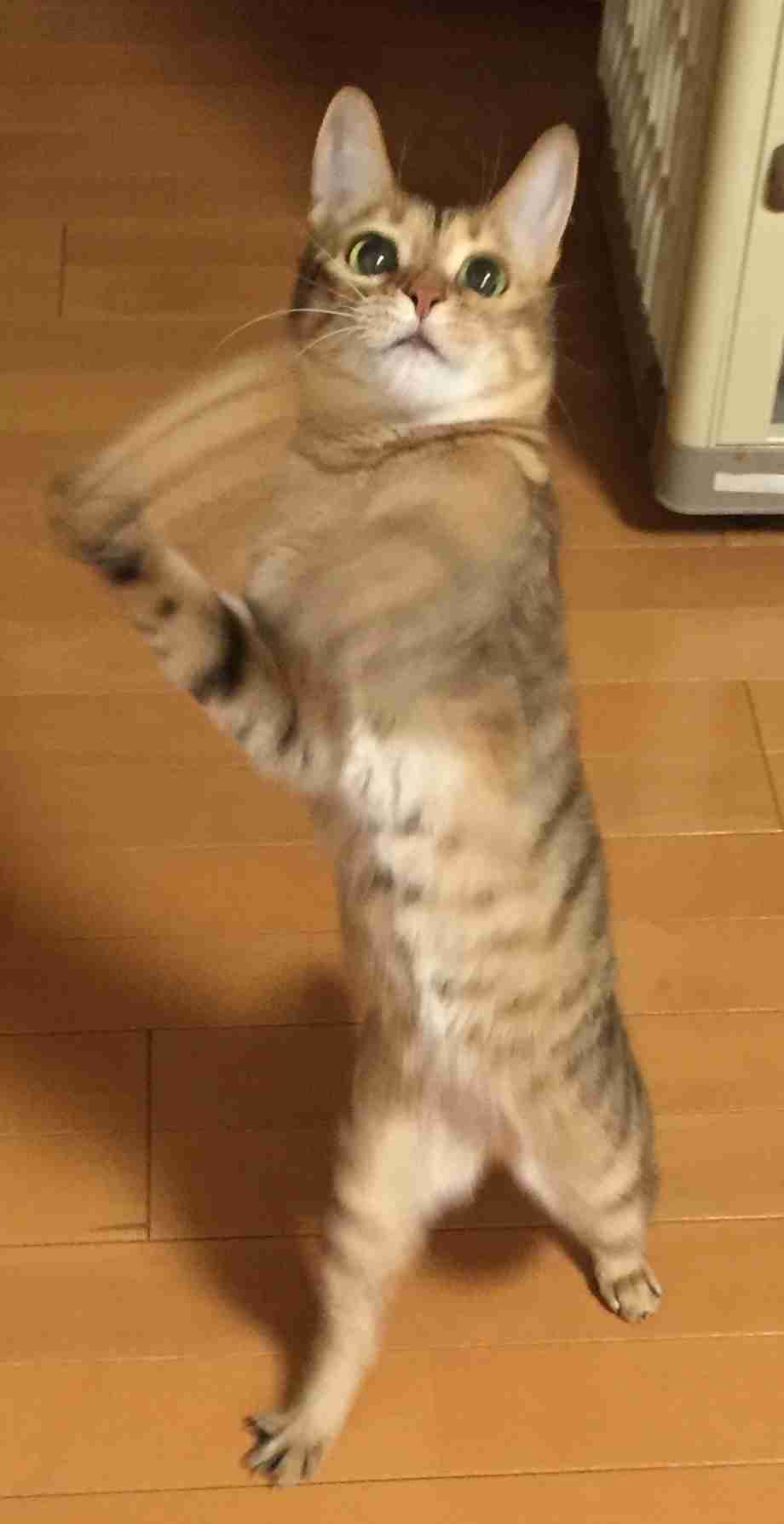 がるちゃん猫カフェ48号店 開店しました♪ (初めての方も大歓迎)