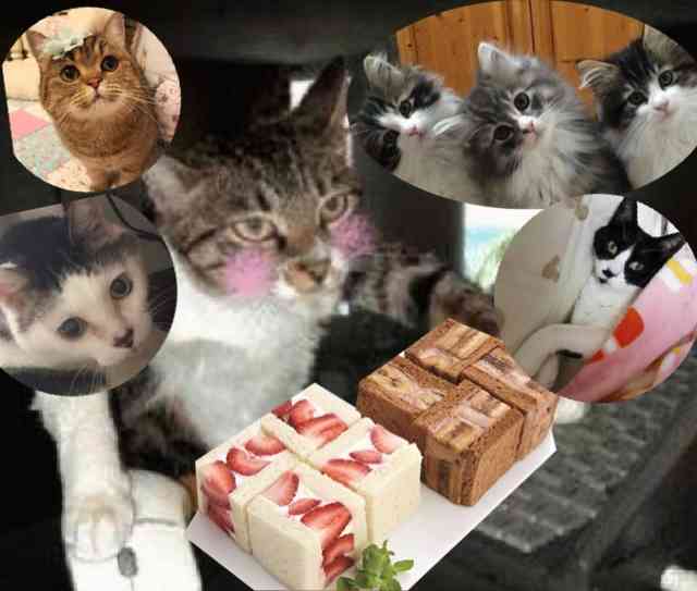 がるちゃん猫カフェ48号店 開店しました♪ (初めての方も大歓迎)