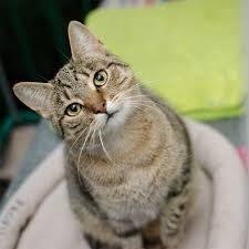 がるちゃん猫カフェ48号店 開店しました♪ (初めての方も大歓迎)