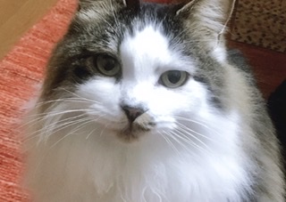 がるちゃん猫カフェ48号店 開店しました♪ (初めての方も大歓迎)