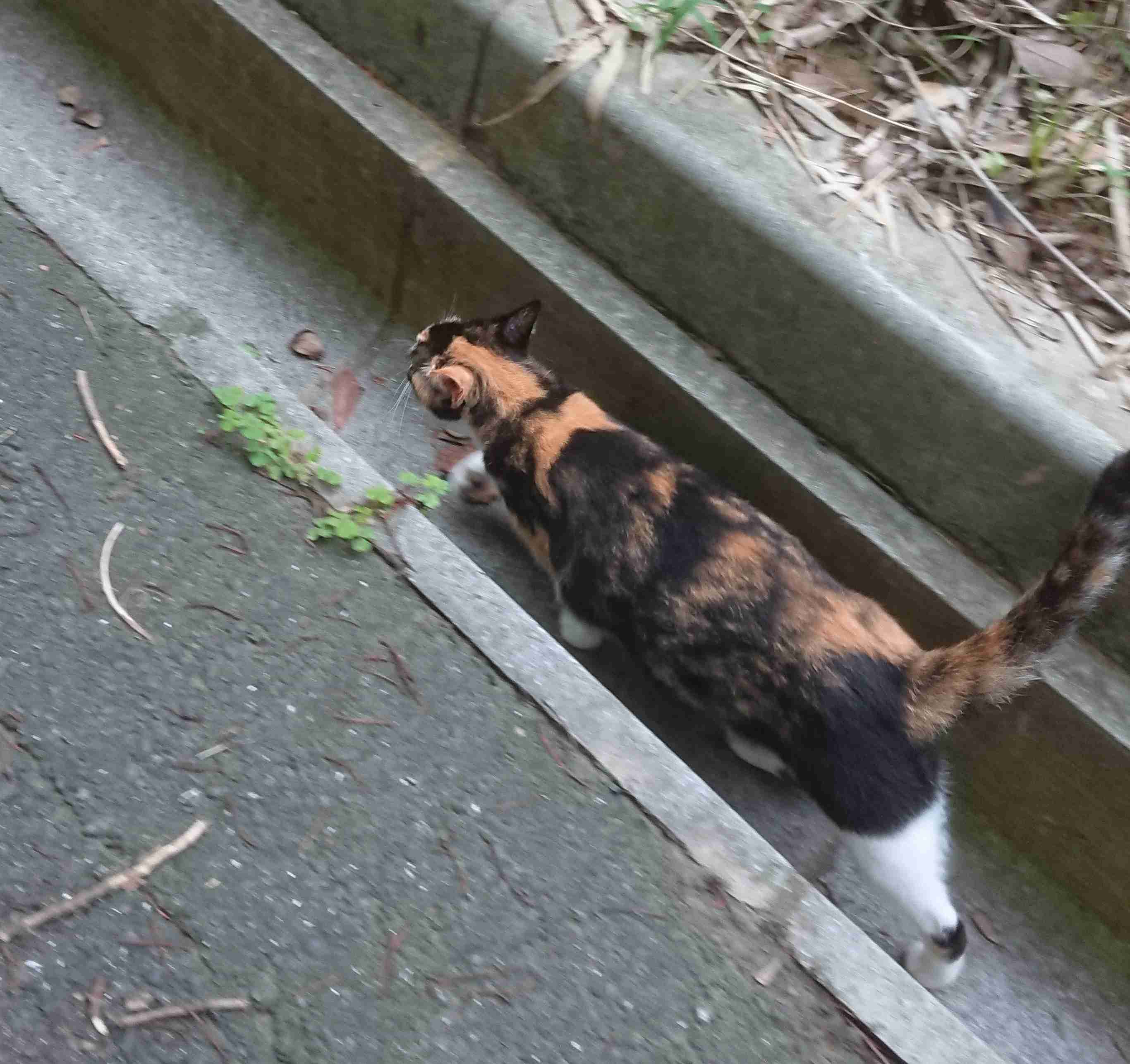 がるちゃん猫カフェ48号店 開店しました♪ (初めての方も大歓迎)