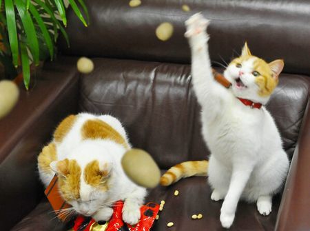 がるちゃん猫カフェ48号店 開店しました♪ (初めての方も大歓迎)