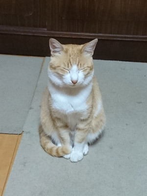 がるちゃん猫カフェ48号店 開店しました♪ (初めての方も大歓迎)