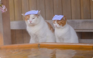 がるちゃん猫カフェ48号店 開店しました♪ (初めての方も大歓迎)