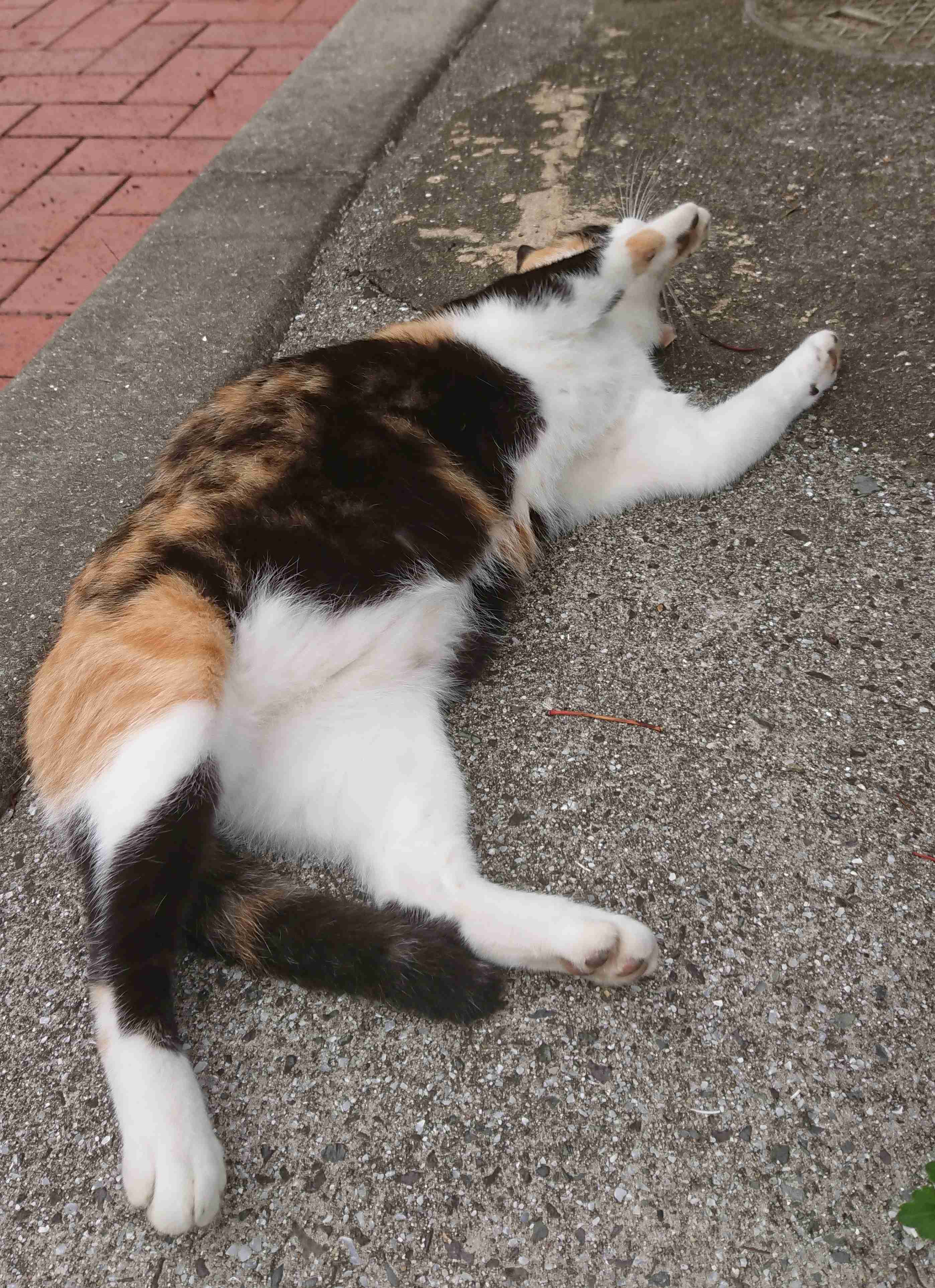 がるちゃん猫カフェ48号店 開店しました♪ (初めての方も大歓迎)