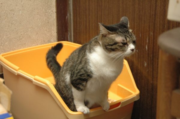 がるちゃん猫カフェ48号店 開店しました♪ (初めての方も大歓迎)