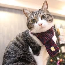 がるちゃん猫カフェ48号店 開店しました♪ (初めての方も大歓迎)