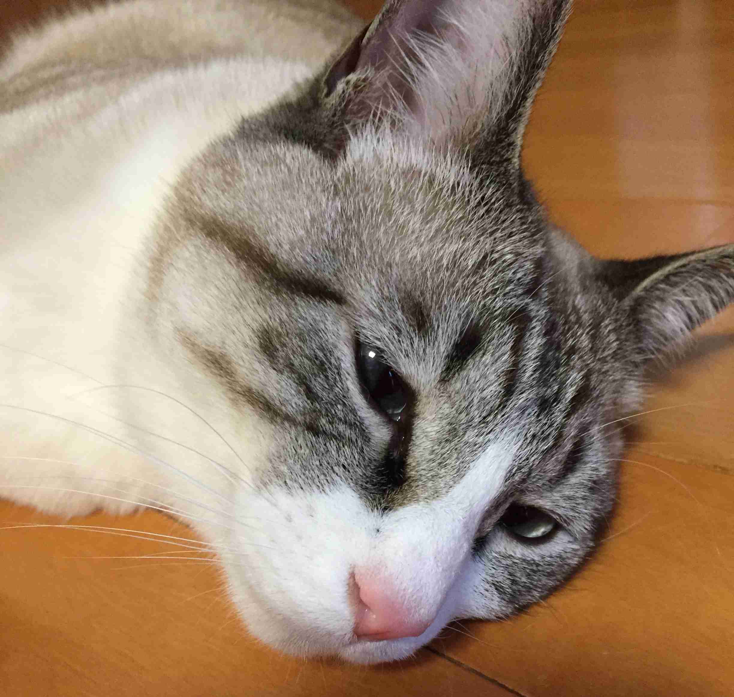 がるちゃん猫カフェ48号店 開店しました♪ (初めての方も大歓迎)
