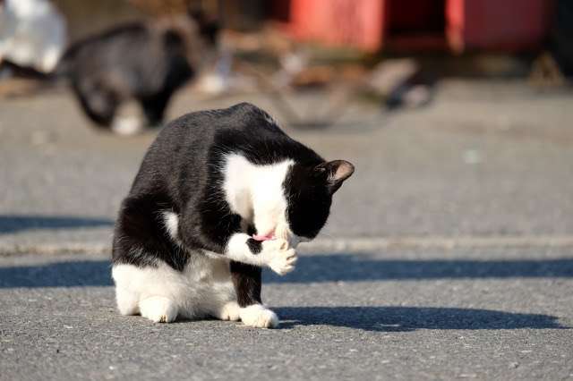 がるちゃん猫カフェ48号店 開店しました♪ (初めての方も大歓迎)