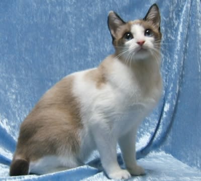 がるちゃん猫カフェ48号店 開店しました♪ (初めての方も大歓迎)