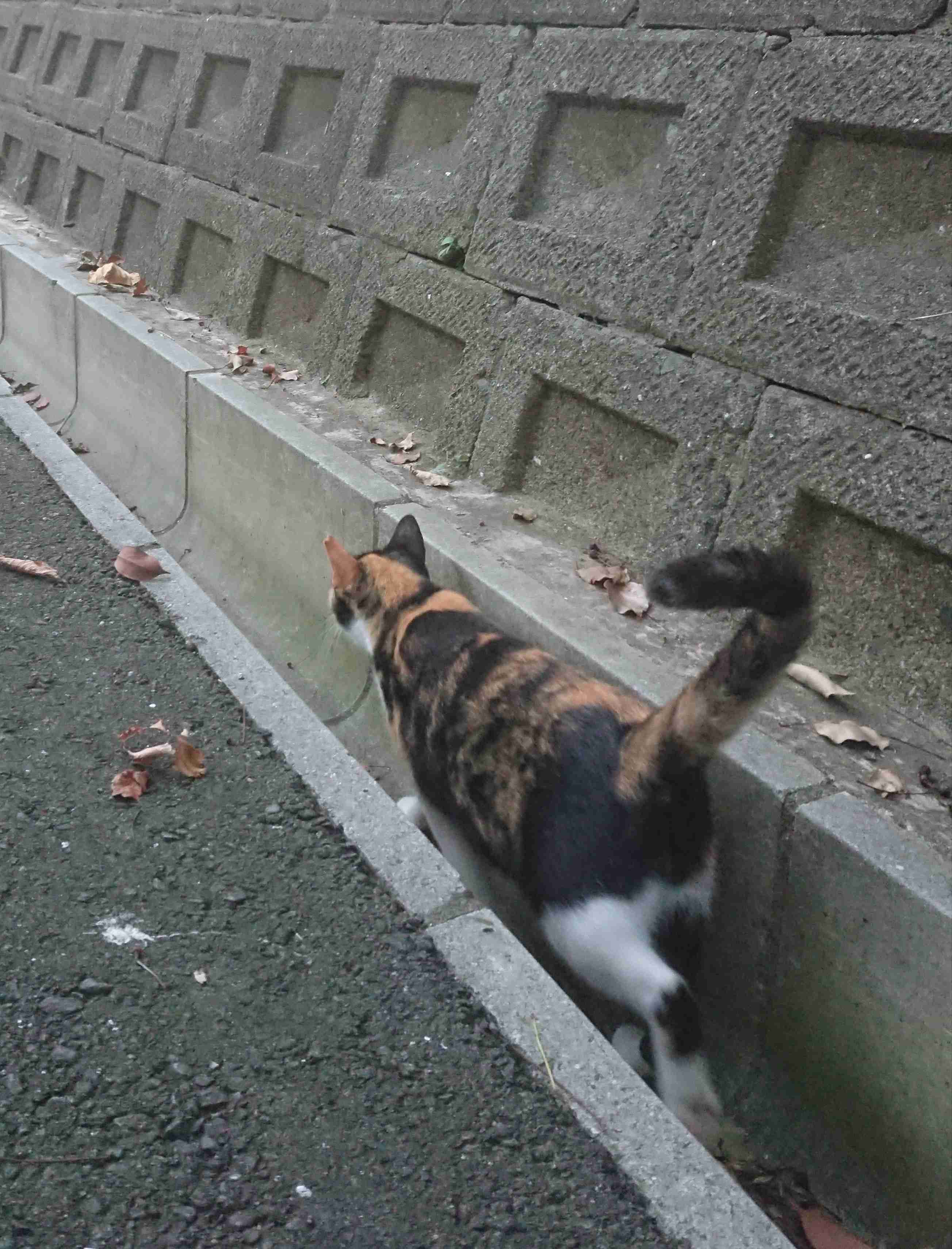 がるちゃん猫カフェ48号店 開店しました♪ (初めての方も大歓迎)