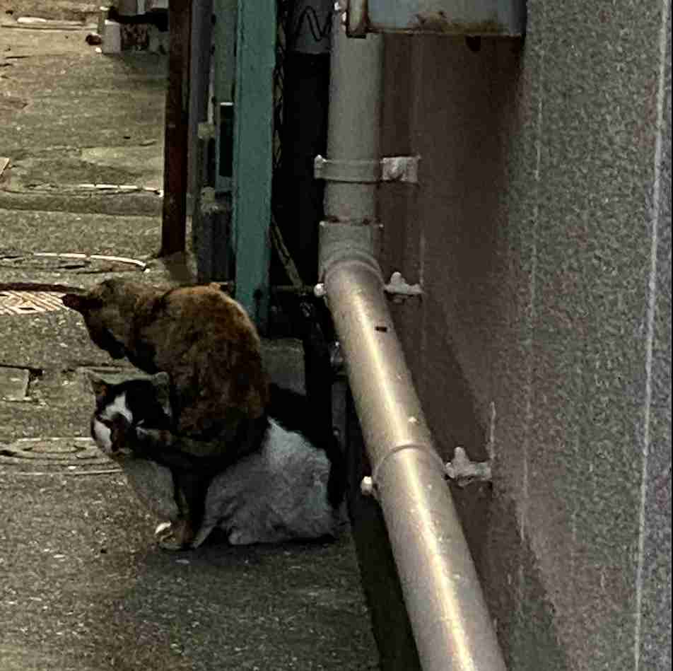 がるちゃん猫カフェ48号店 開店しました♪ (初めての方も大歓迎)