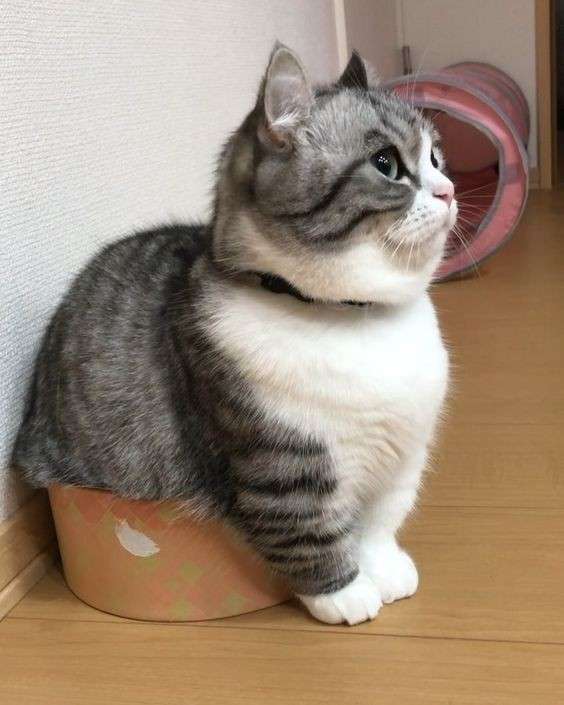 がるちゃん猫カフェ48号店 開店しました♪ (初めての方も大歓迎)