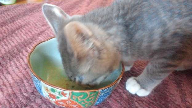 がるちゃん猫カフェ48号店 開店しました♪ (初めての方も大歓迎)
