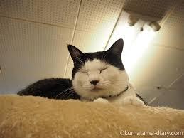 がるちゃん猫カフェ48号店 開店しました♪ (初めての方も大歓迎)