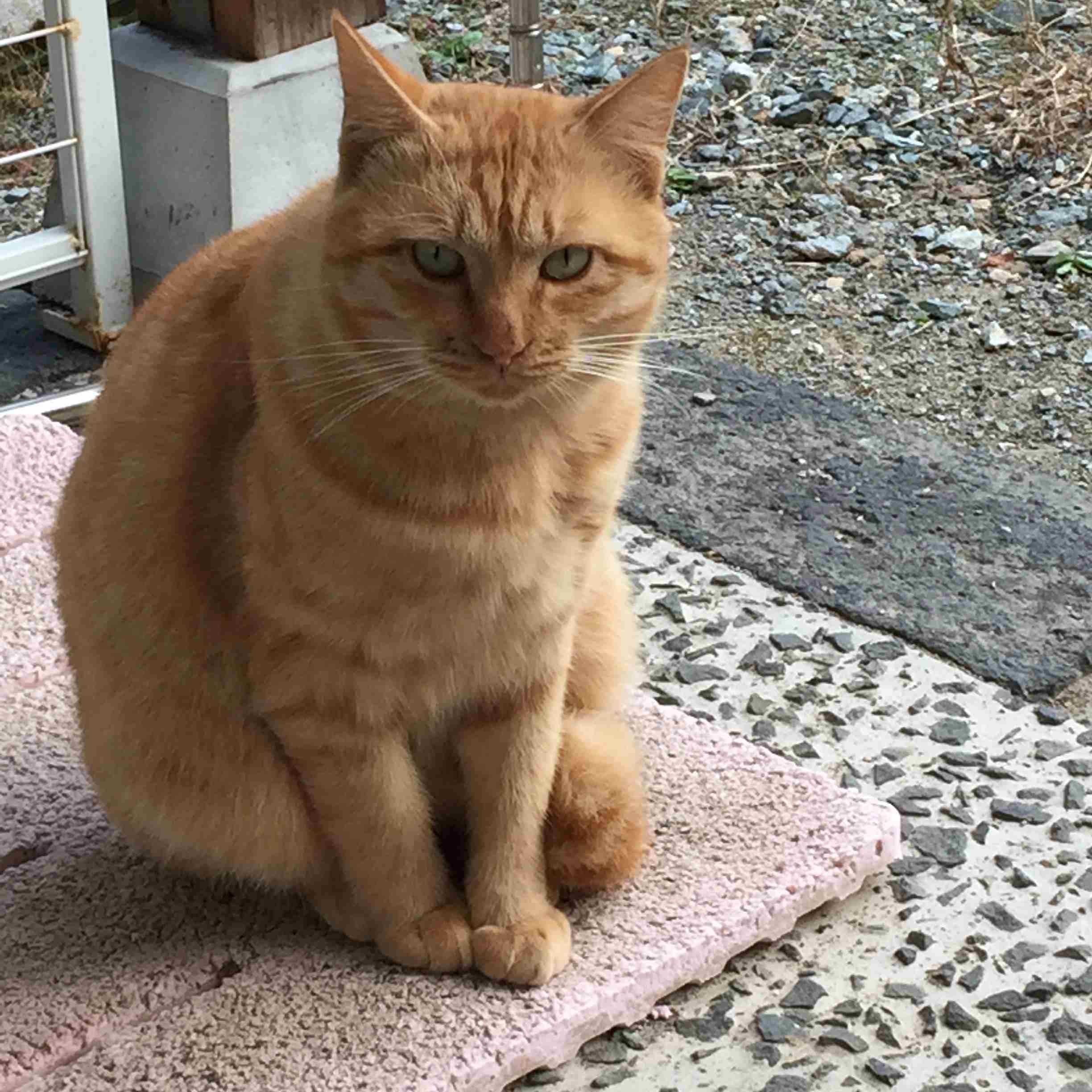 がるちゃん猫カフェ48号店 開店しました♪ (初めての方も大歓迎)