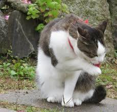 がるちゃん猫カフェ48号店 開店しました♪ (初めての方も大歓迎)