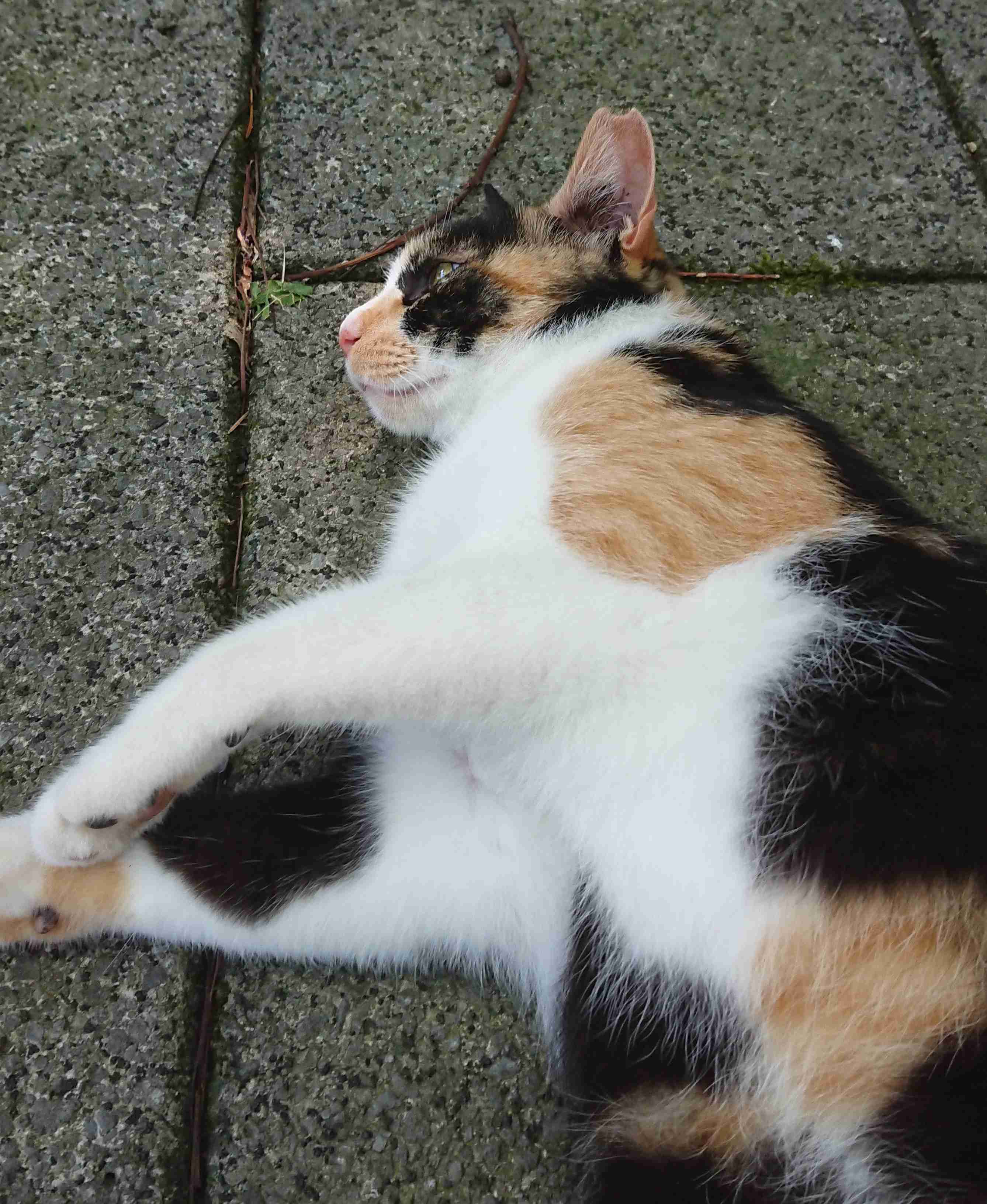 がるちゃん猫カフェ48号店 開店しました♪ (初めての方も大歓迎)
