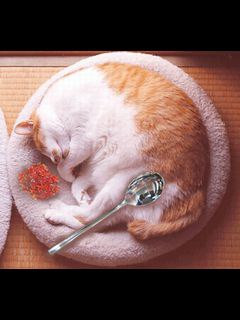 がるちゃん猫カフェ48号店 開店しました♪ (初めての方も大歓迎)