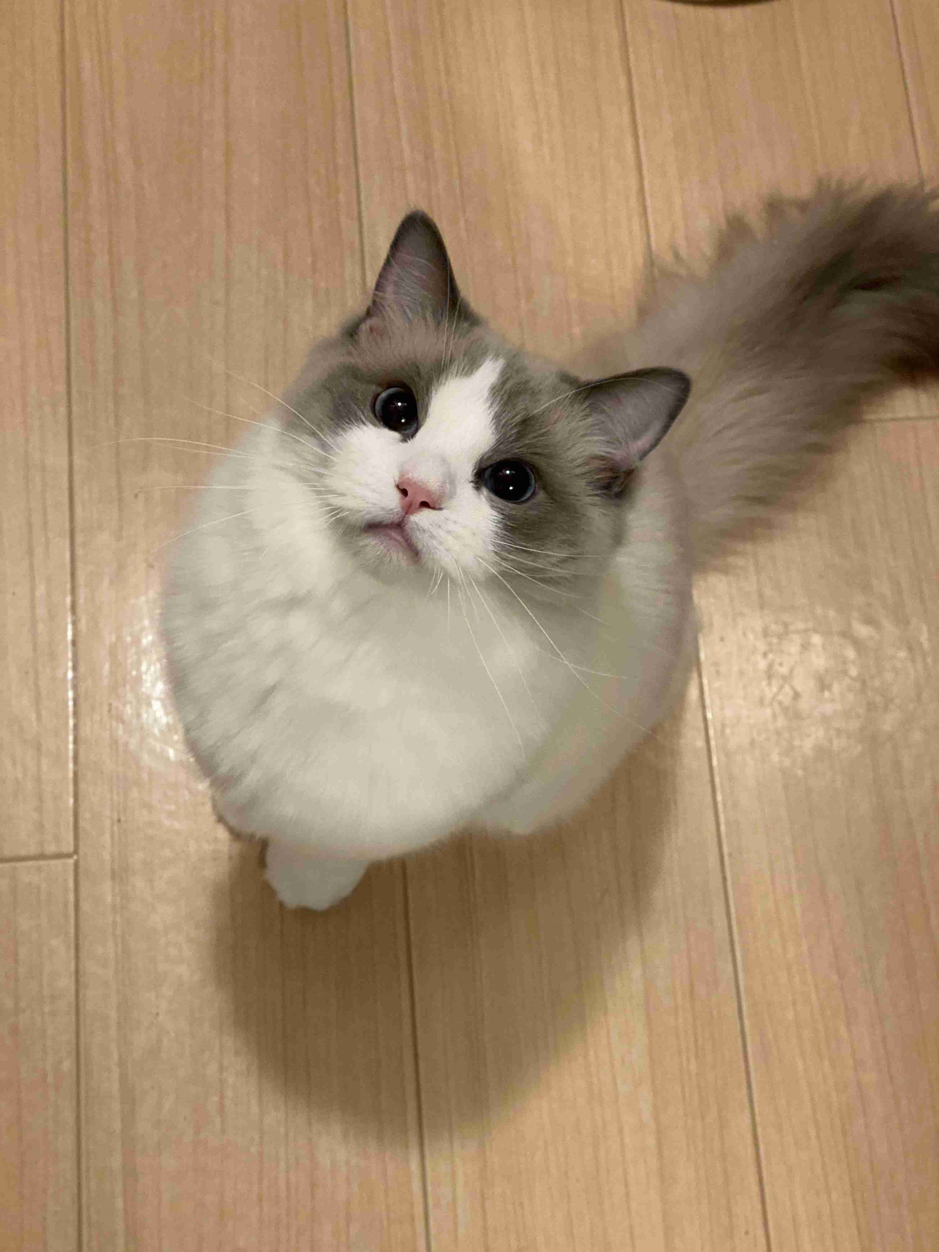 がるちゃん猫カフェ48号店 開店しました♪ (初めての方も大歓迎)