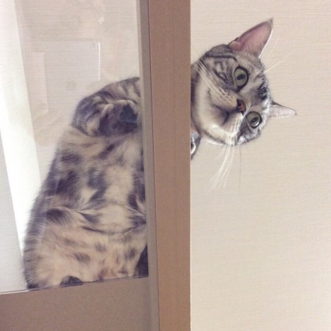 がるちゃん猫カフェ48号店 開店しました♪ (初めての方も大歓迎)