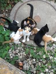 がるちゃん猫カフェ48号店 開店しました♪ (初めての方も大歓迎)