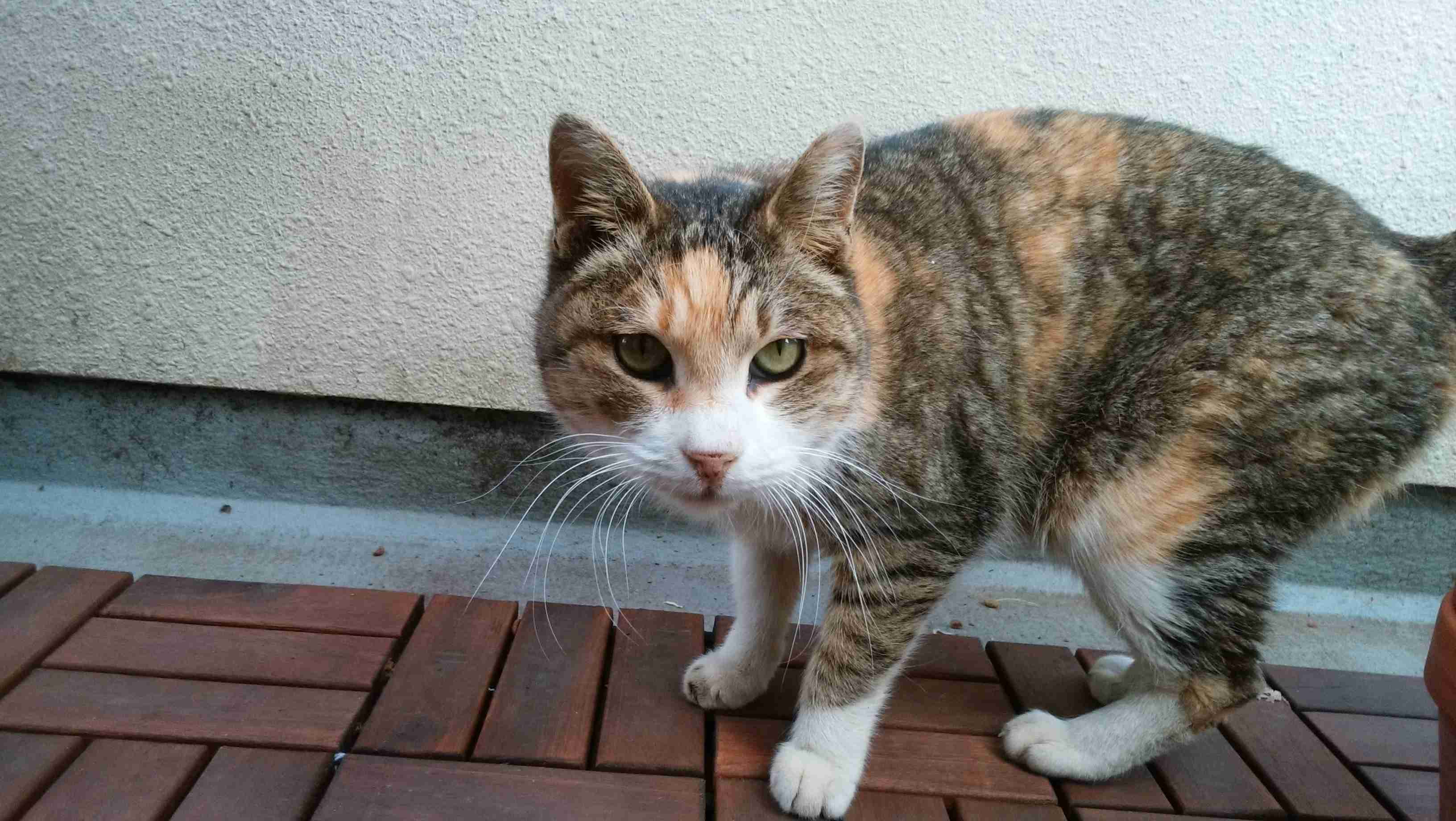 がるちゃん猫カフェ48号店 開店しました♪ (初めての方も大歓迎)