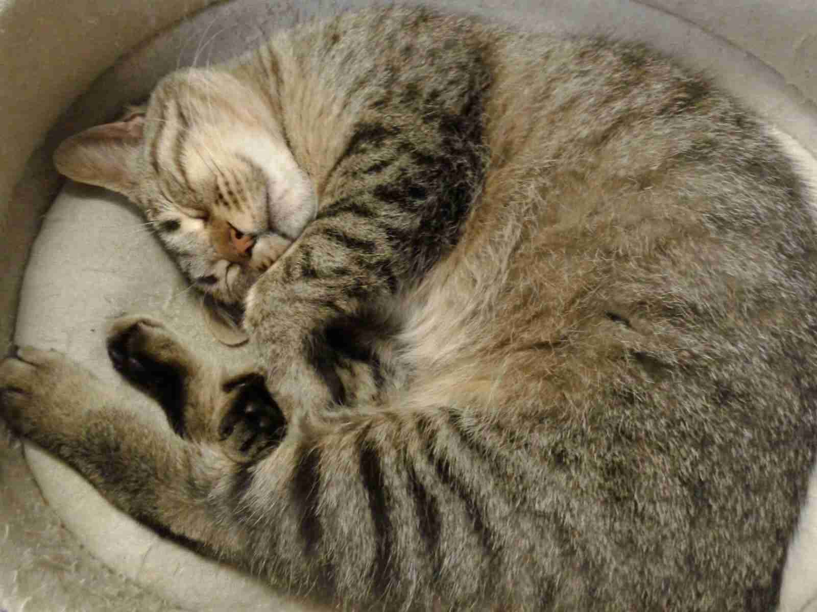 がるちゃん猫カフェ48号店 開店しました♪ (初めての方も大歓迎)