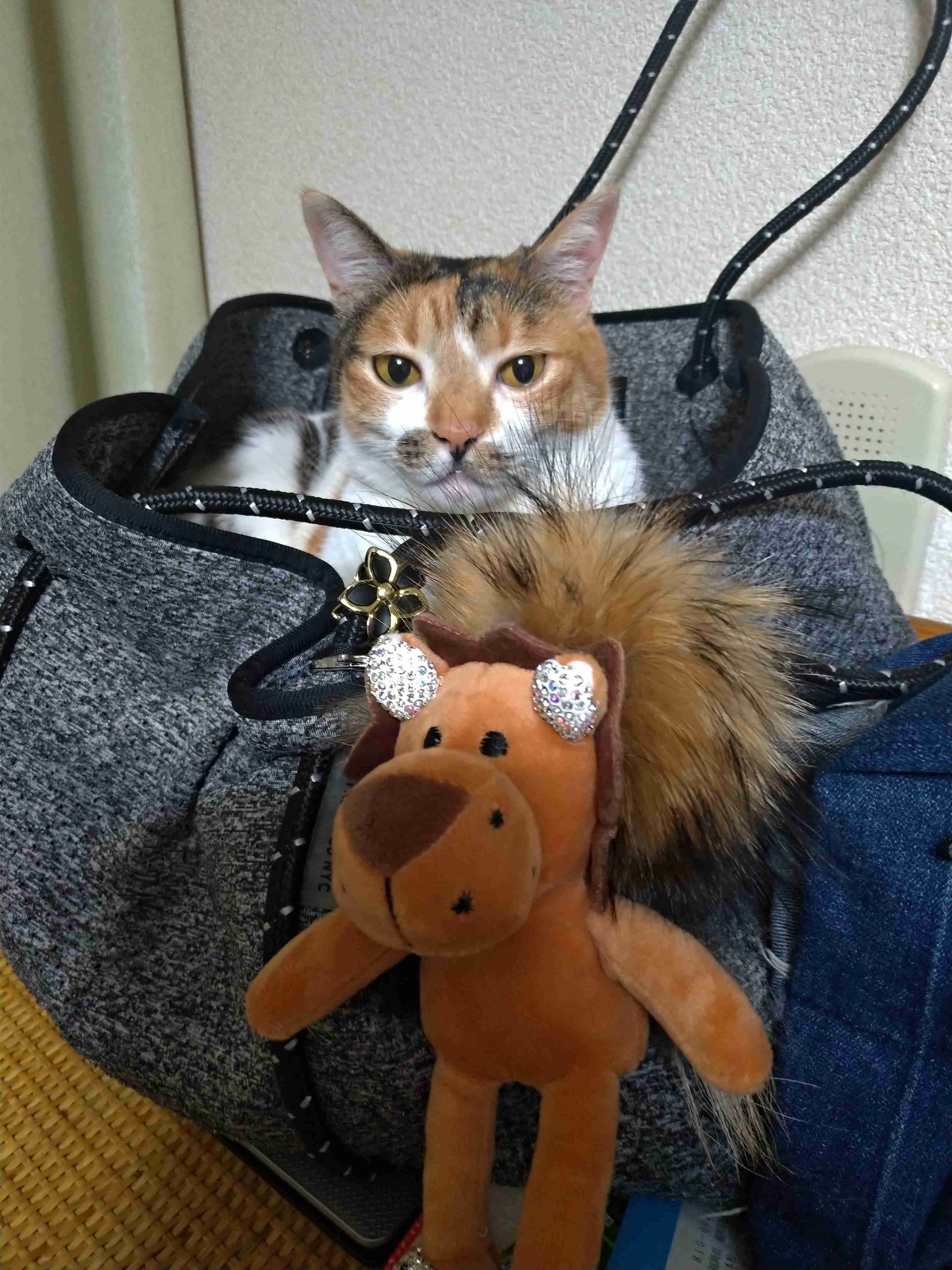 がるちゃん猫カフェ48号店 開店しました♪ (初めての方も大歓迎)