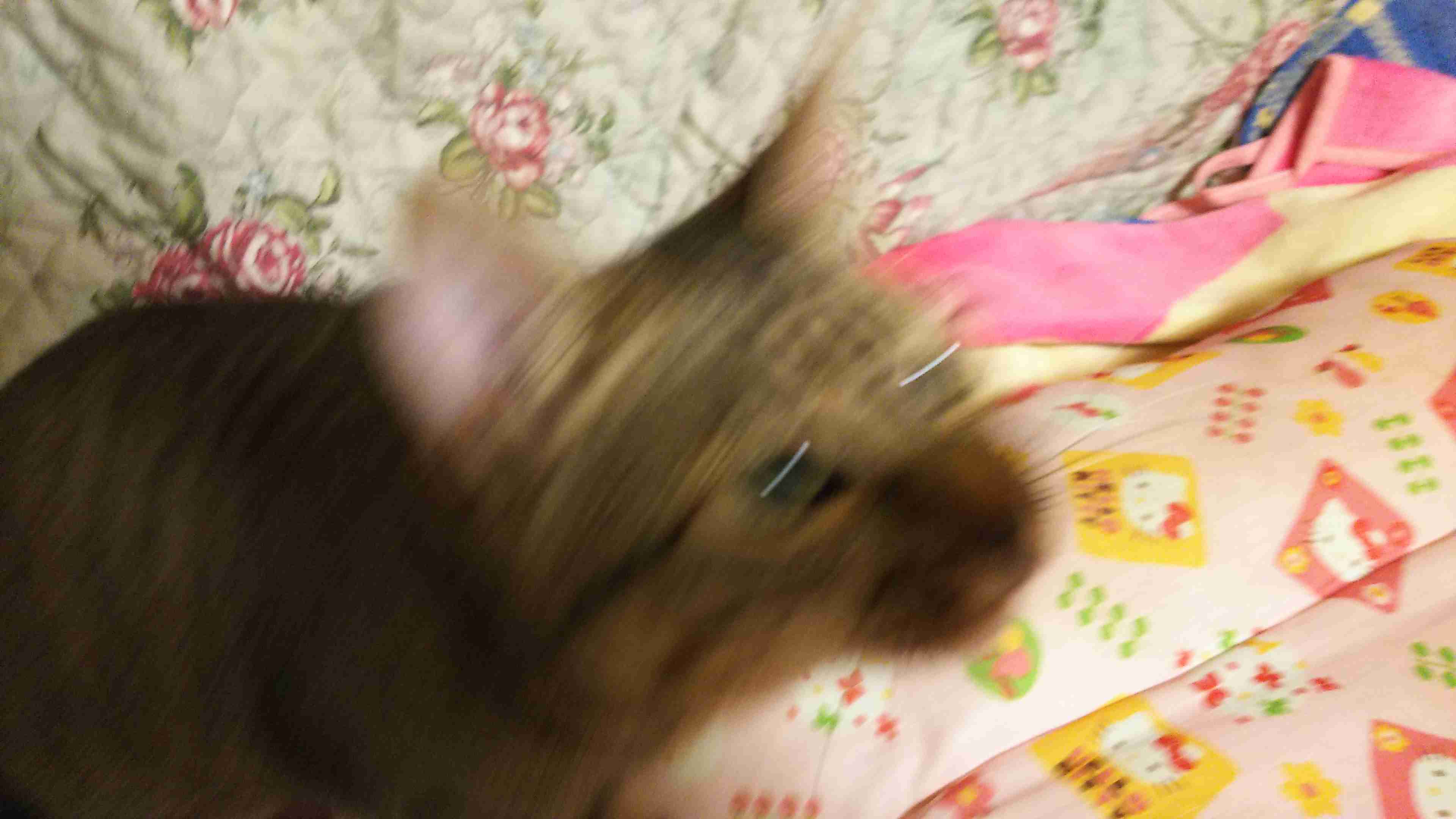 がるちゃん猫カフェ48号店 開店しました♪ (初めての方も大歓迎)