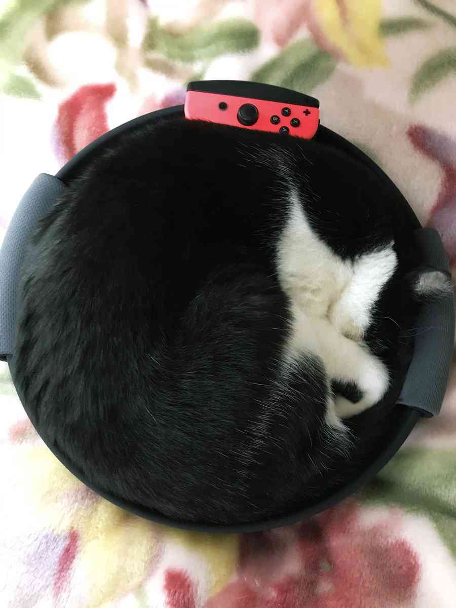 がるちゃん猫カフェ48号店 開店しました♪ (初めての方も大歓迎)