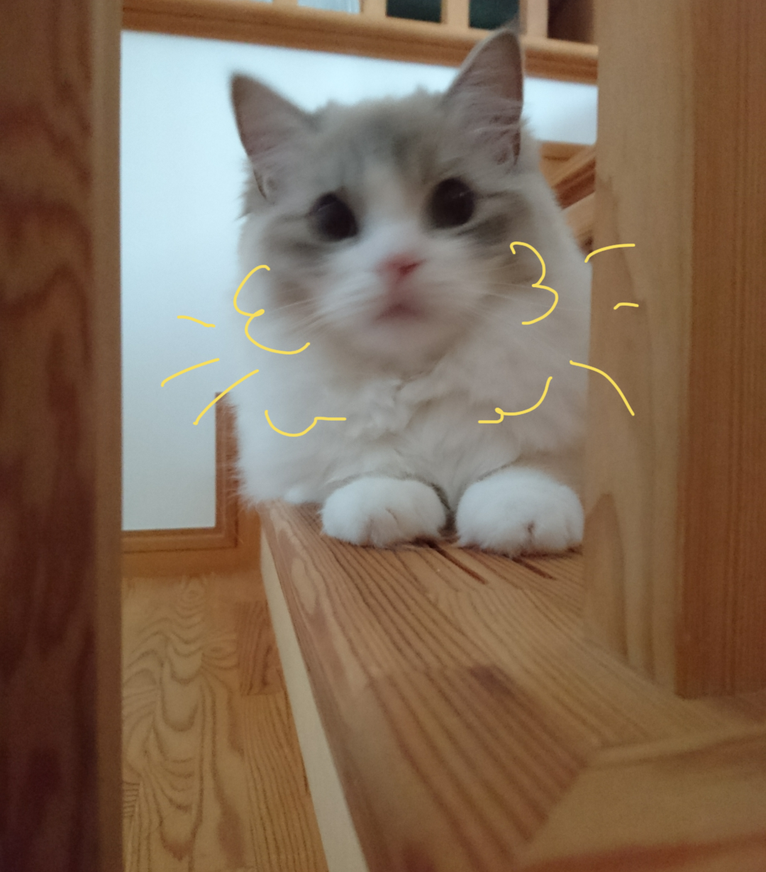 がるちゃん猫カフェ48号店 開店しました♪ (初めての方も大歓迎)