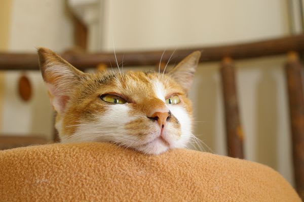 がるちゃん猫カフェ48号店 開店しました♪ (初めての方も大歓迎)