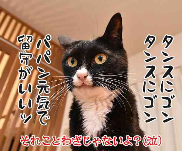 がるちゃん猫カフェ48号店 開店しました♪ (初めての方も大歓迎)