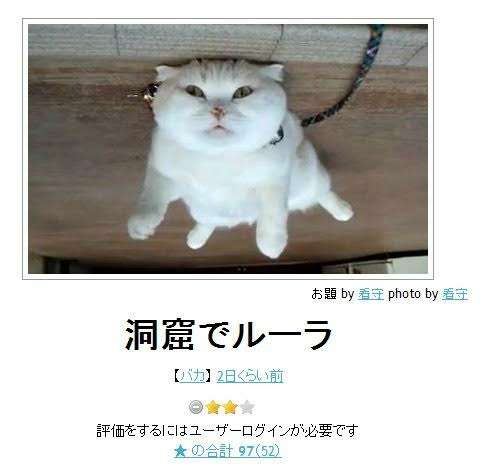 がるちゃん猫カフェ48号店 開店しました♪ (初めての方も大歓迎)